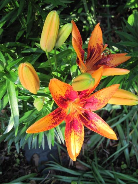 Photo of Lily (Lilium Lily Looks™ Tiny Orange Sensation) uploaded by kylaluaz