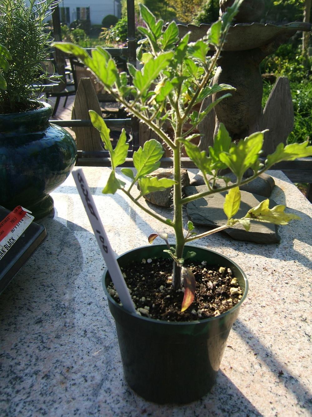 Photo of Tomato (Solanum lycopersicum 'Sweet 100') uploaded by pirl