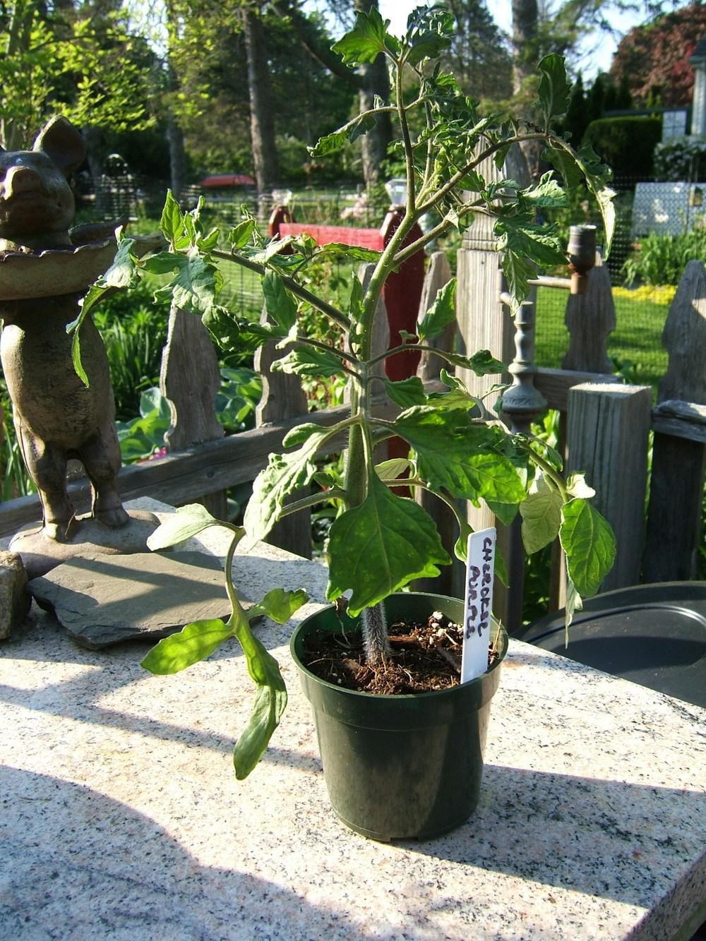 Photo of Tomato (Solanum lycopersicum 'Cherokee Purple') uploaded by pirl