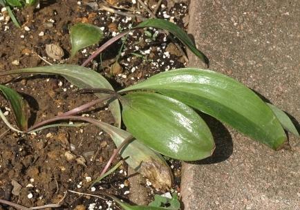 Photo of Henry's Lily (Lilium henryi) uploaded by plantrob