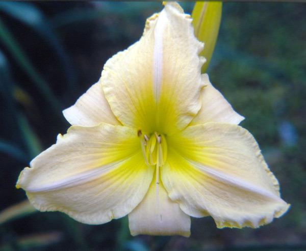 Photo of Daylily (Hemerocallis 'Blushing Lemon') uploaded by Calif_Sue