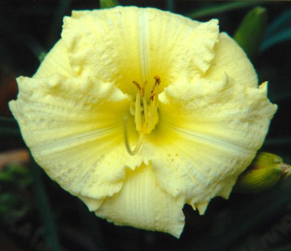 Photo of Daylily (Hemerocallis 'Brocaded Gown') uploaded by Calif_Sue