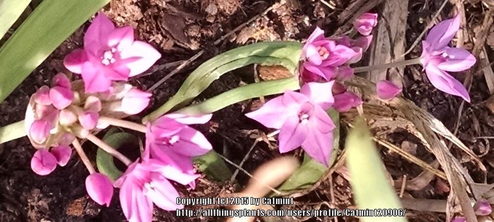 Photo of Pink Lily Leek (Allium oreophilum) uploaded by Catmint20906