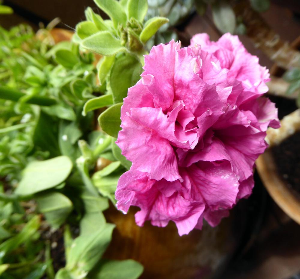 Photo of Double Grandiflora Petunia (Petunia 'Double Cascade Pink') uploaded by JulieB