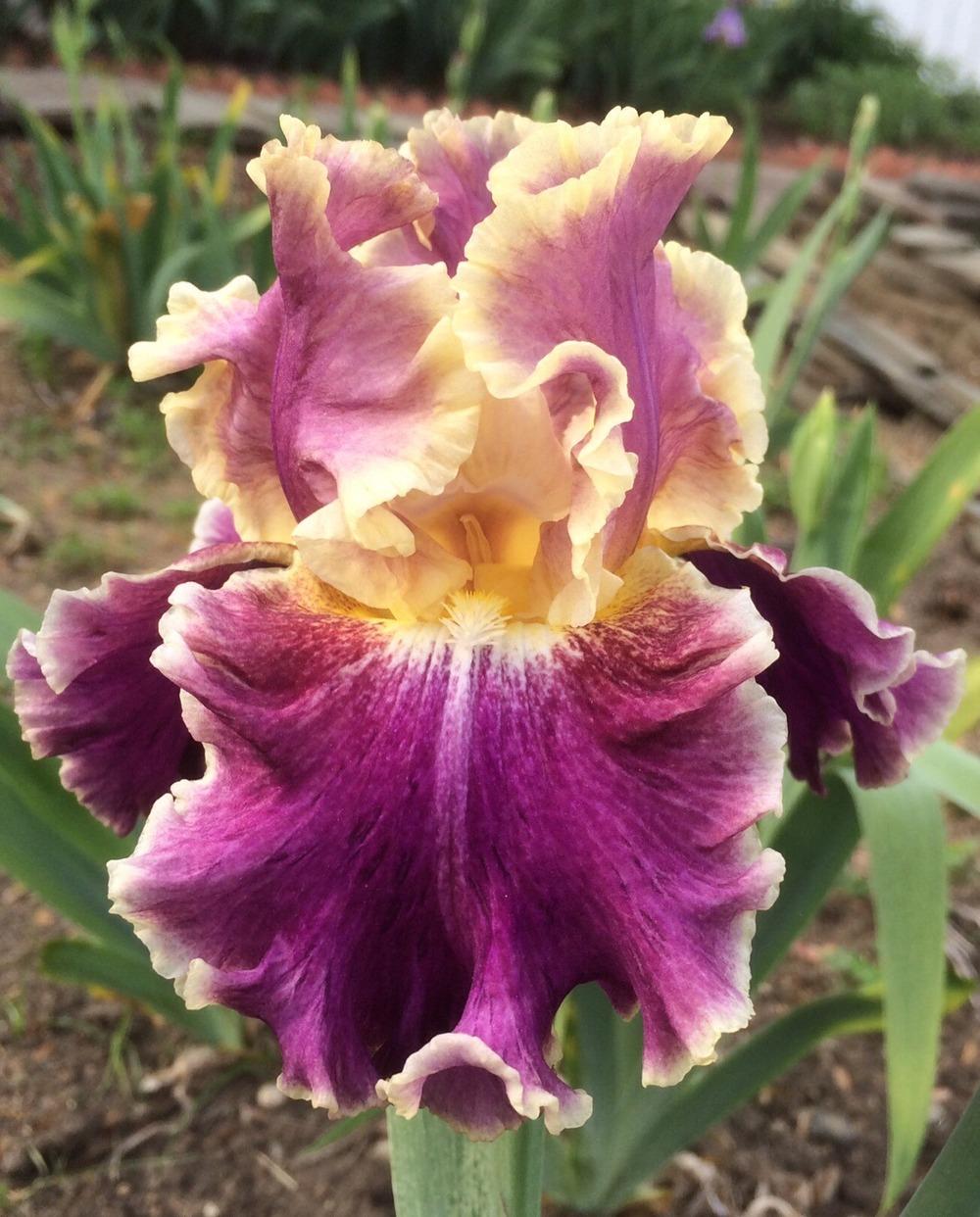 Photo of Tall Bearded Iris (Iris 'Montmartre') uploaded by Njiris