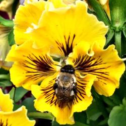 Location: My garden, central NJ, Zone 7A
Date: 1/18/15
Sweet Flower -- Bee Mine