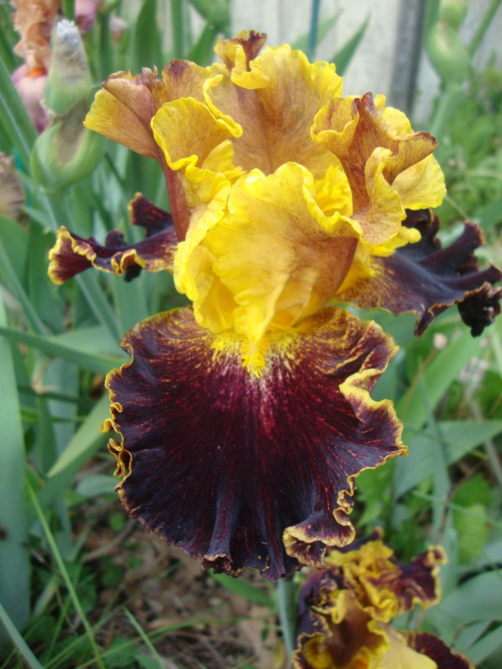 Photo of Border Bearded Iris (Iris 'Boy Genius') uploaded by Paul2032
