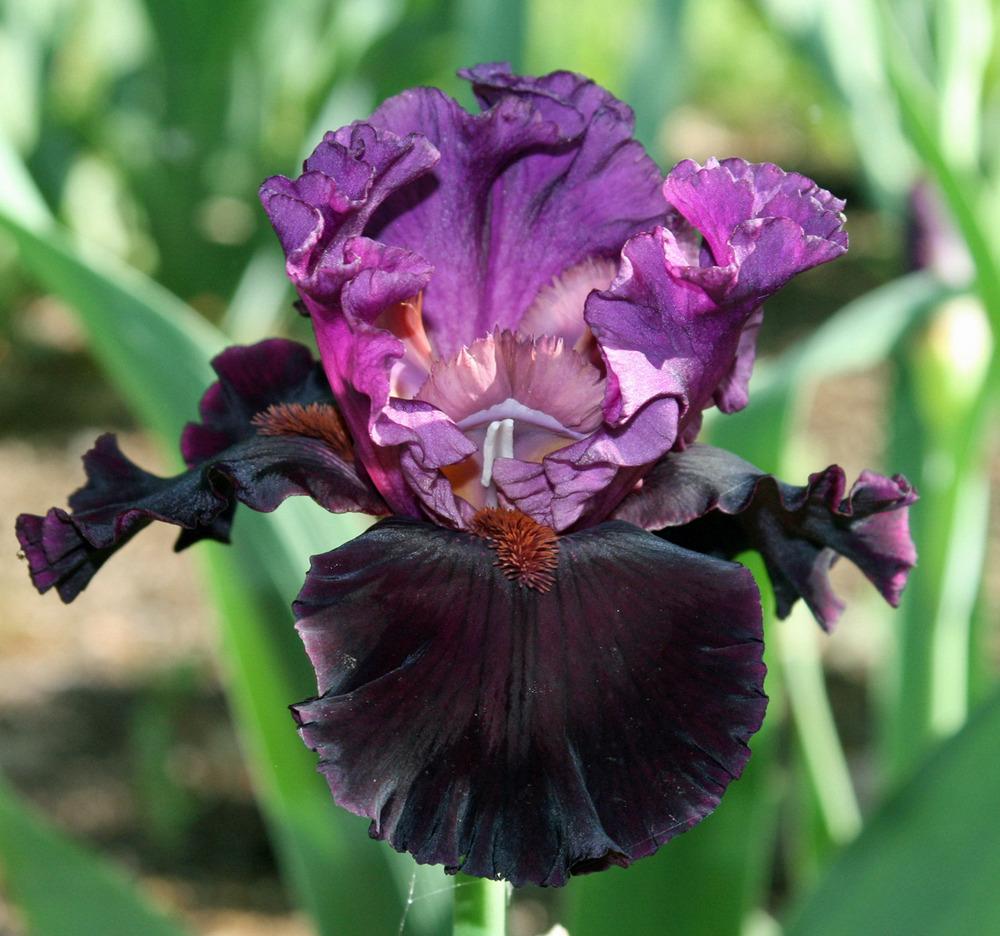 Photo of Tall Bearded Iris (Iris 'Saturn') uploaded by Snork