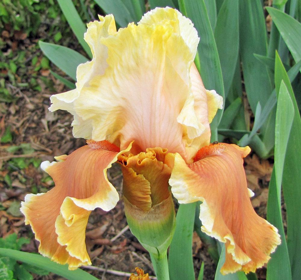 Photo of Tall Bearded Iris (Iris 'English Charm') uploaded by TBGDN