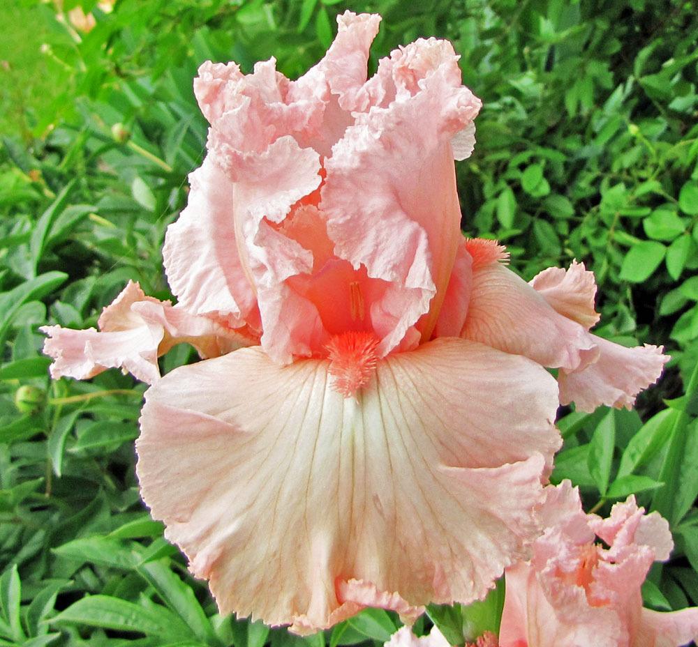 Photo of Tall Bearded Iris (Iris 'Happenstance') uploaded by TBGDN