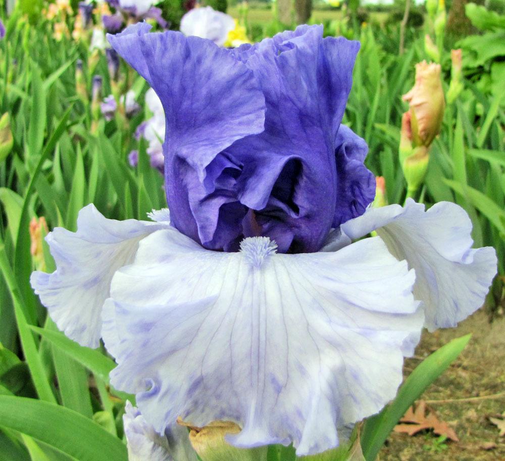 Photo of Tall Bearded Iris (Iris 'Crowned Heads') uploaded by TBGDN