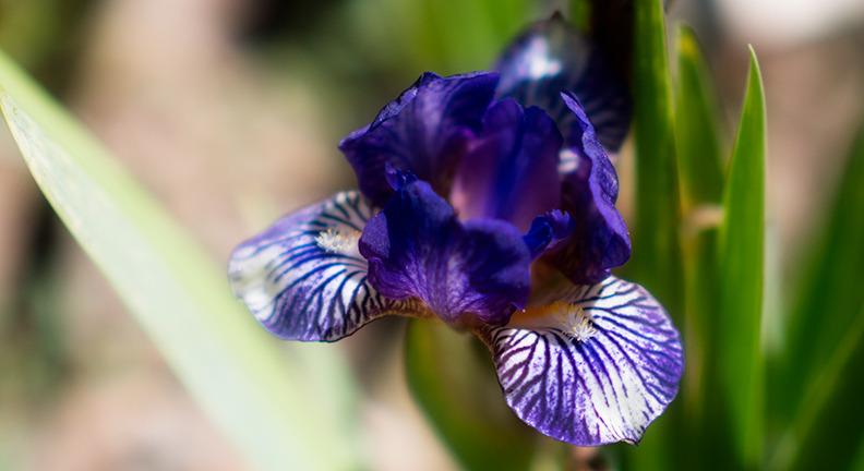 Photo of Irises (Iris) uploaded by bennysplace