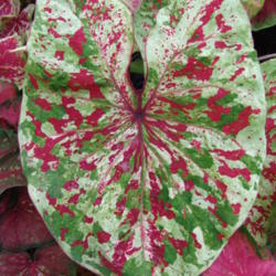 
Date: 2009-10-16
Raspberry Moon Caladium single leaf