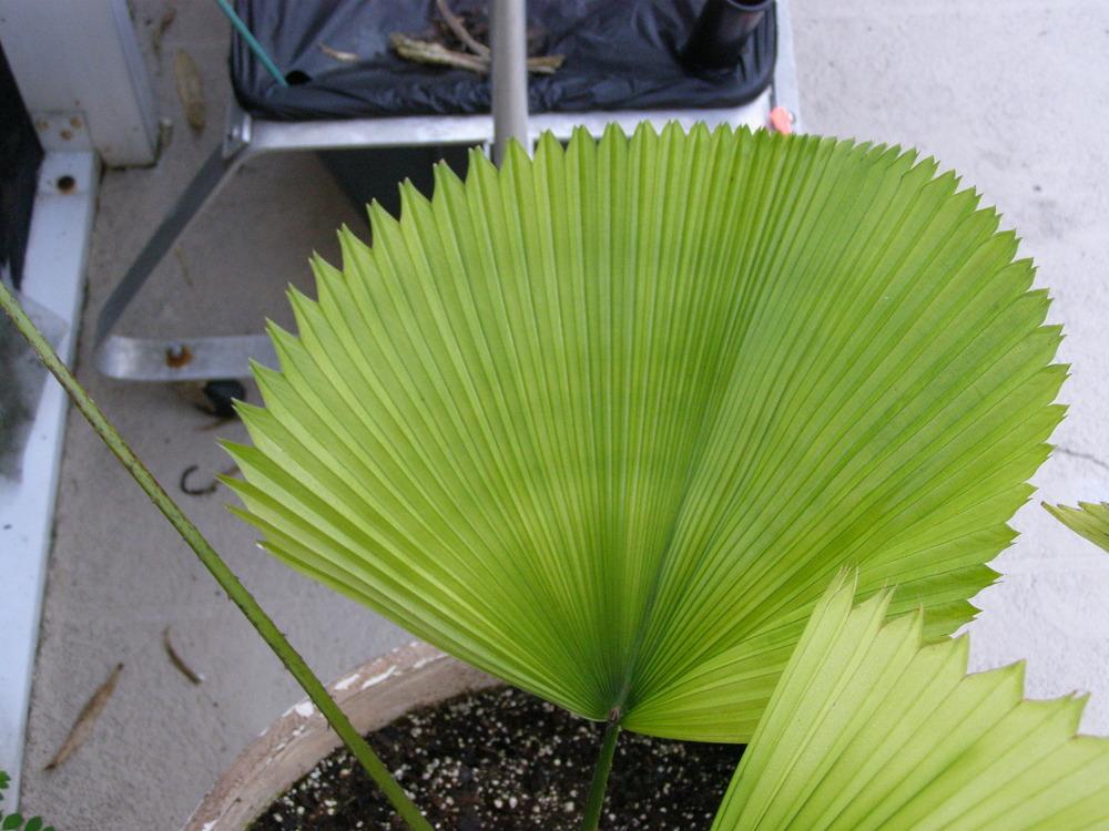 Photo of Ruffled Fan Palm (Licuala grandis) uploaded by hawkarica