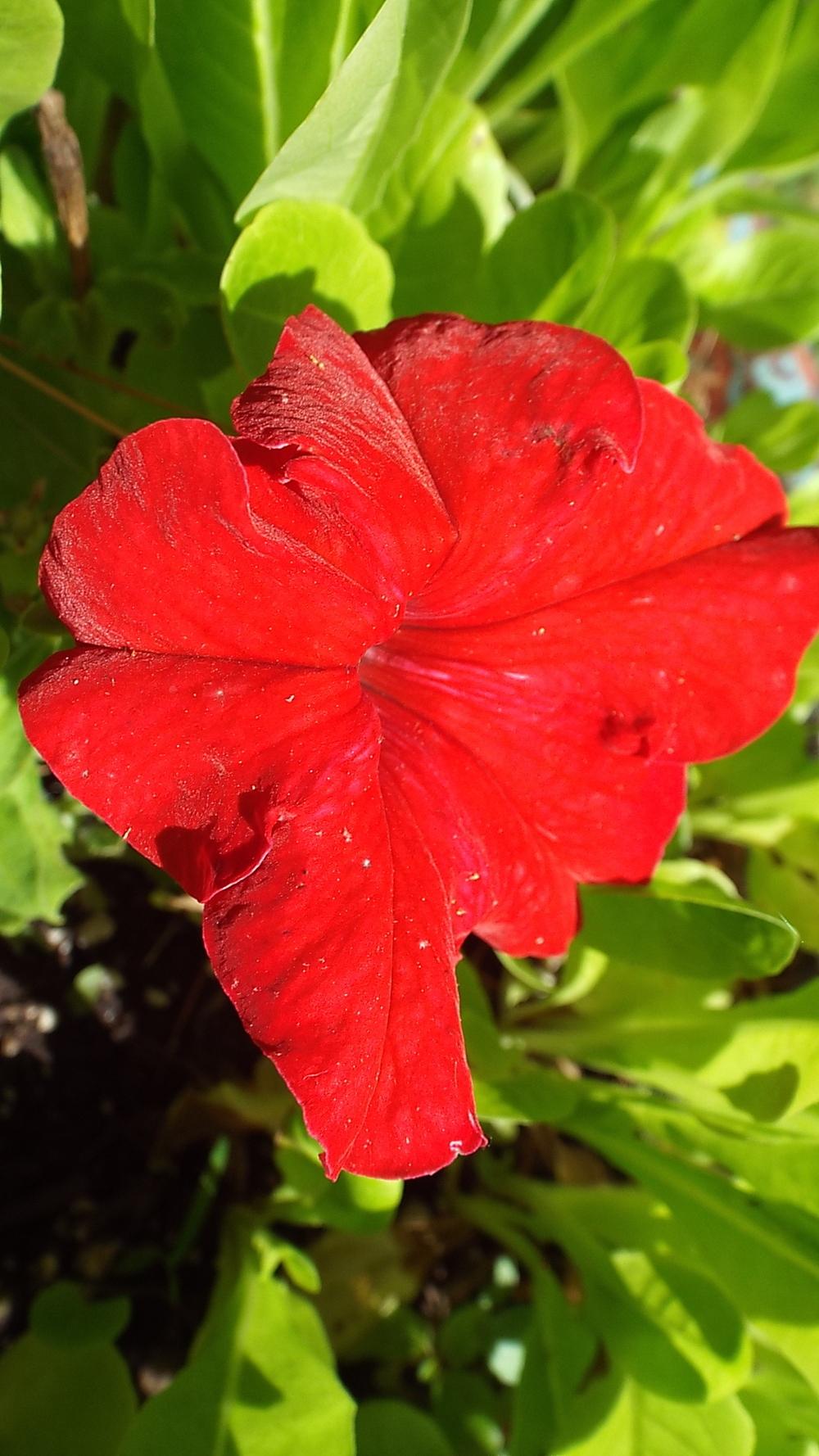 Photo of Grandiflora Petunia (Petunia 'Supercascade Red') uploaded by poisondartfrog