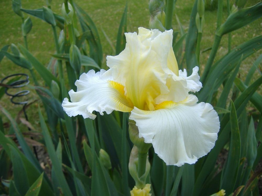 Photo of Tall Bearded Iris (Iris 'Going Dutch') uploaded by tveguy3