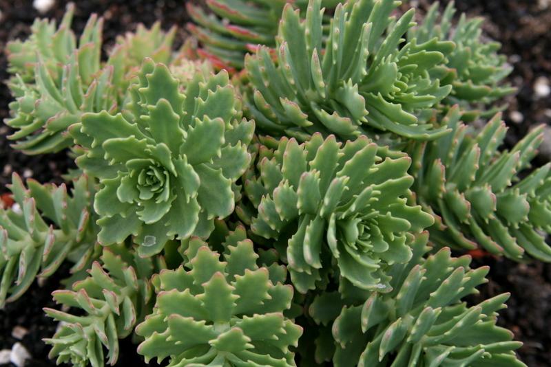 Photo of Stonecrop (Hylotelephium 'Thundercloud') uploaded by Calif_Sue