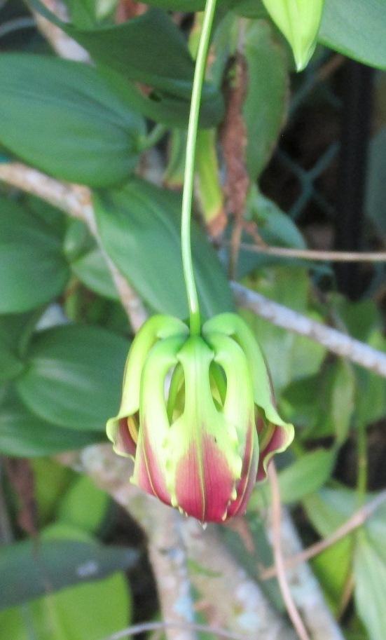 Photo of Gloriosa Lily (Gloriosa superba) uploaded by Dutchlady1