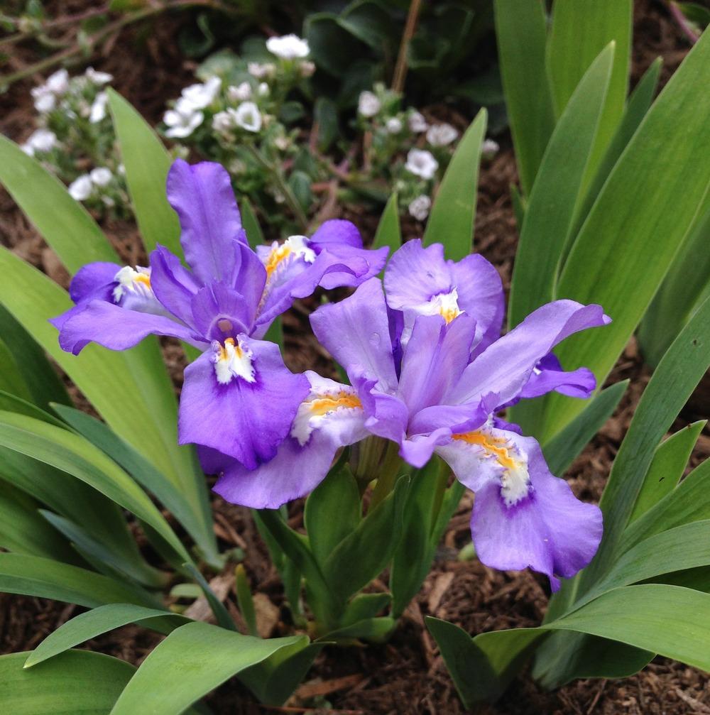 Photo of Species Iris (Iris cristata 'Shenandoah Skies') uploaded by LaviniaMarie