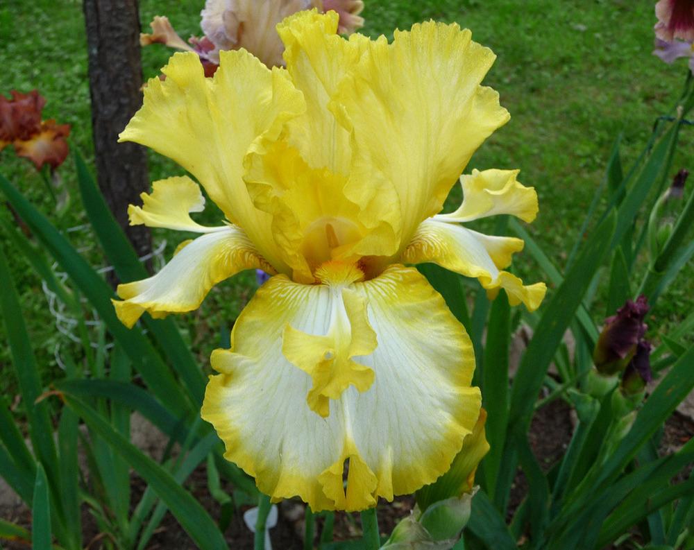 Photo of Tall Bearded Iris (Iris 'Abby and Me') uploaded by Lestv