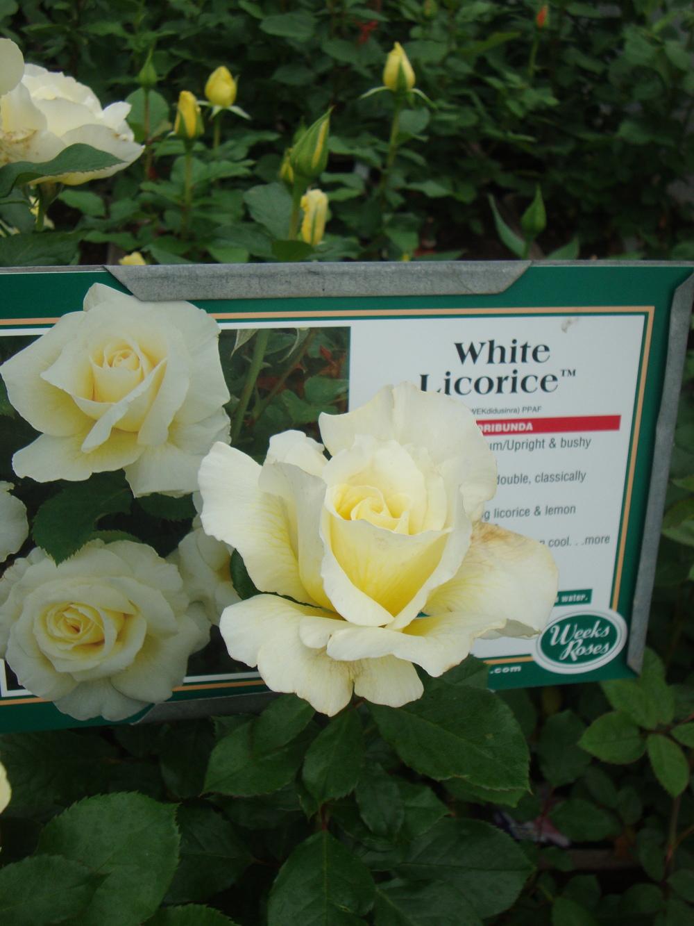 Photo of Rose (Rosa 'White Licorice') uploaded by Paul2032