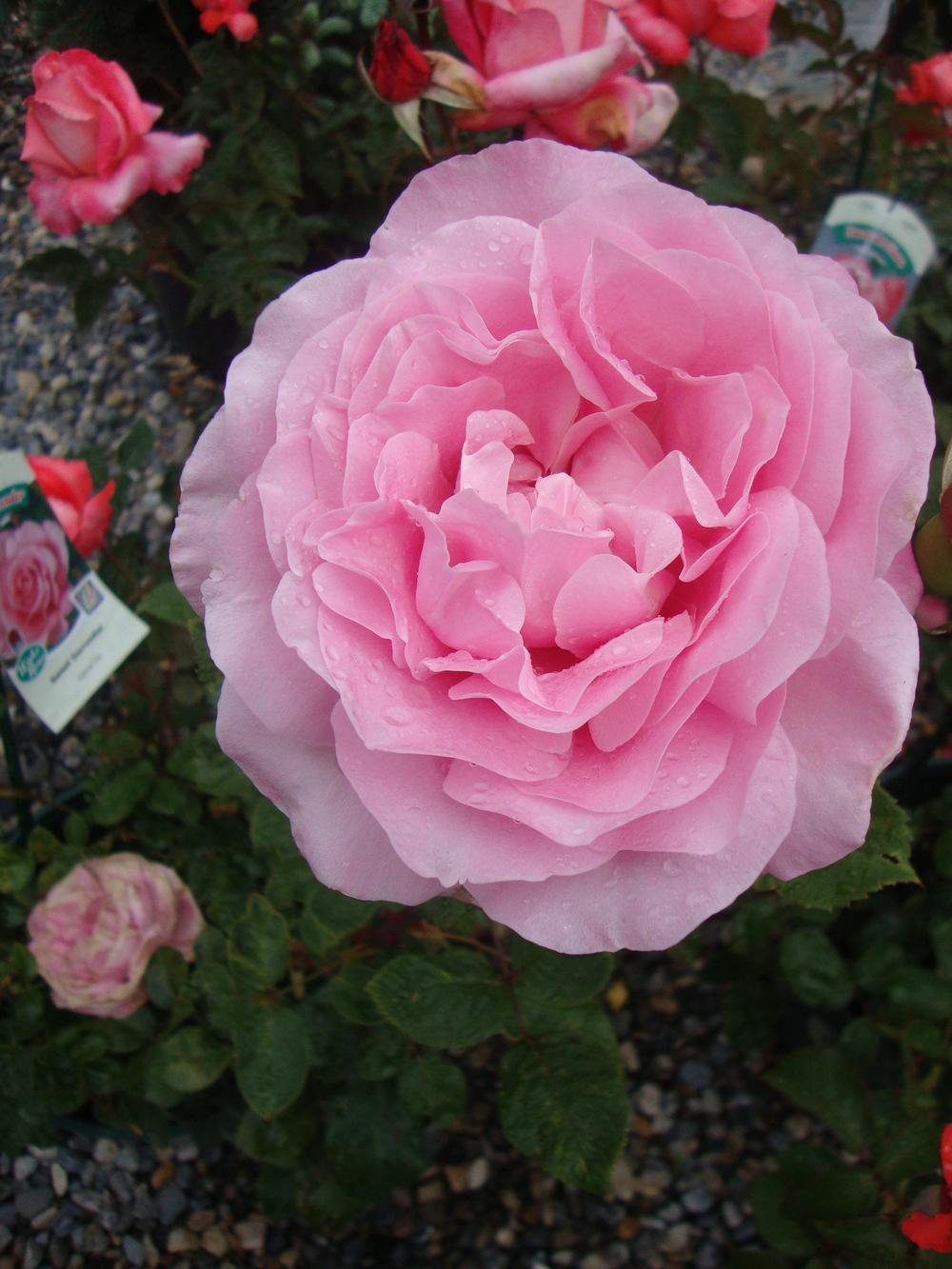 Photo of Rose (Rosa 'Sweet Surrender') uploaded by Paul2032