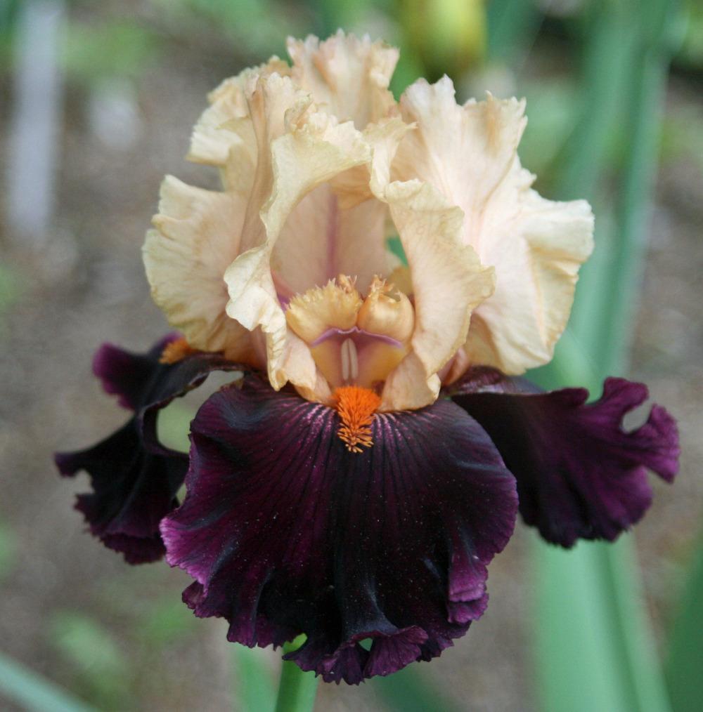 Photo of Tall Bearded Iris (Iris 'Ocelot') uploaded by Snork
