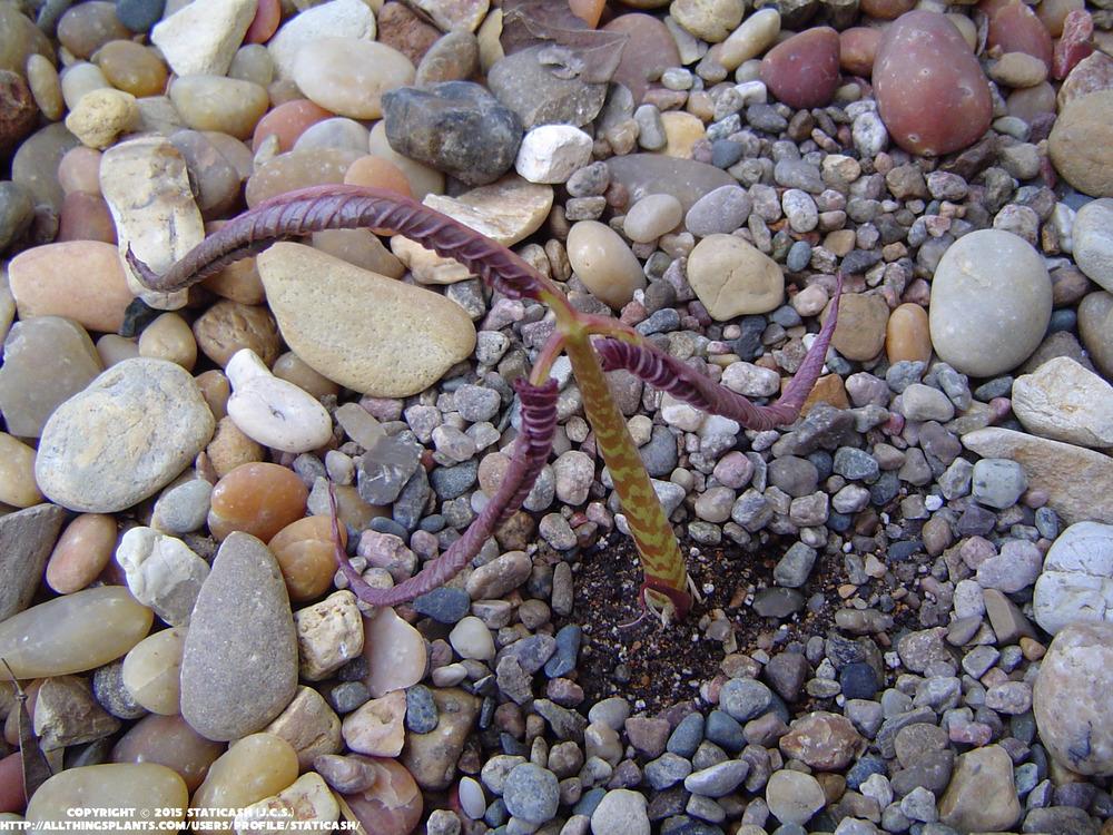 Photo of Cobra Lily (Arisaema speciosum) uploaded by StaticAsh