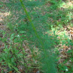 Location: zone 8 Lake City, Fl.
Date: 2015-05-21
from seed sown to naturalize - very airy, ferny foliage