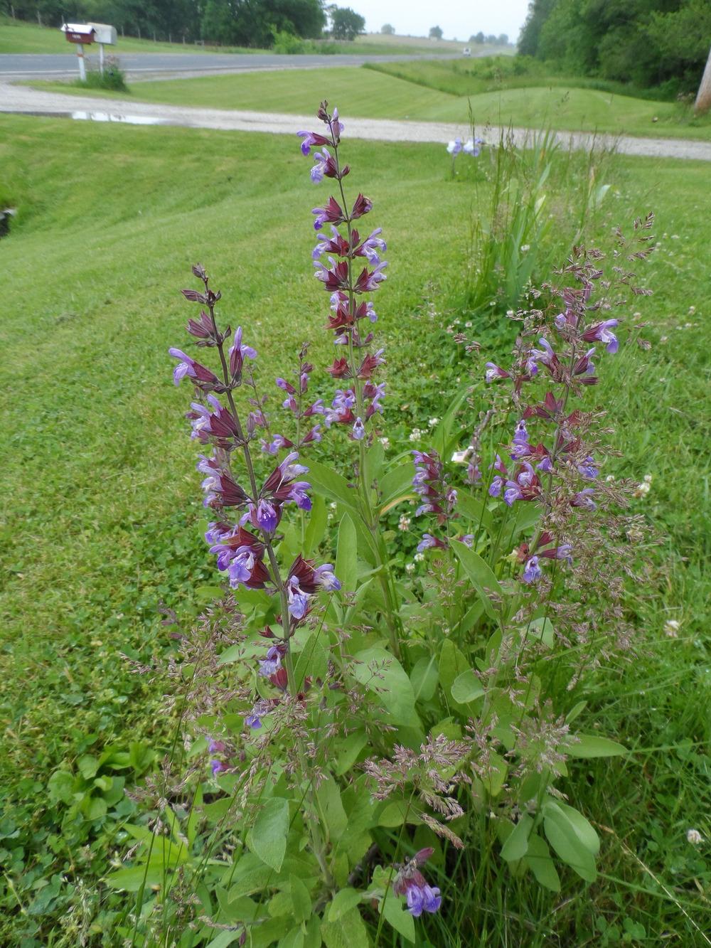 Photo of Culinary Sages (Salvia officinalis) uploaded by hazeleyes