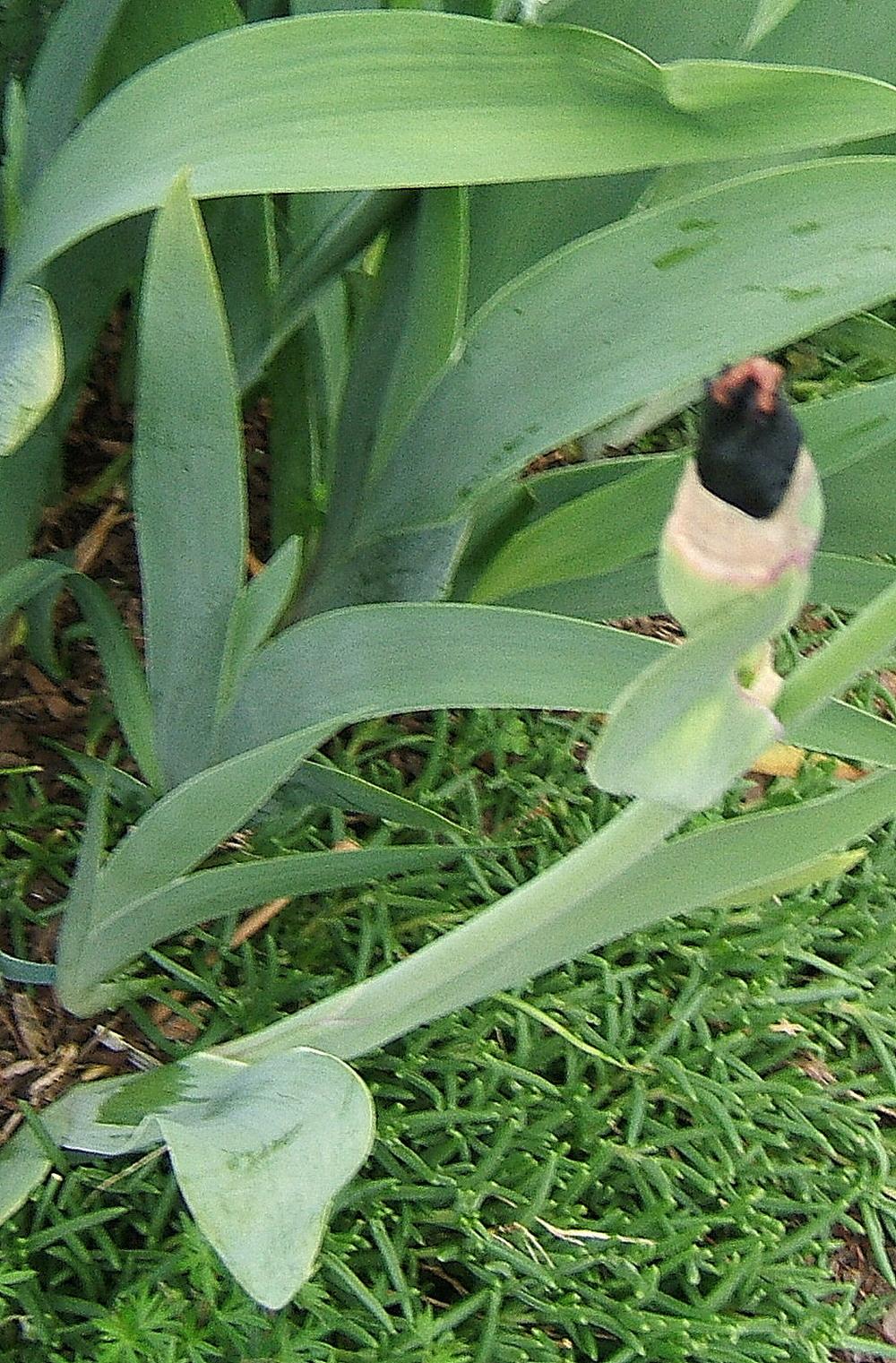 Photo of Tall Bearded Iris (Iris 'Prague') uploaded by pirl