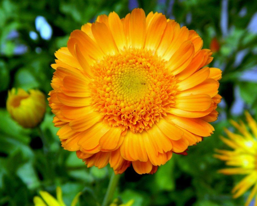 Photo of Pot Marigold (Calendula officinalis 'Orange Princess') uploaded by wildflowers