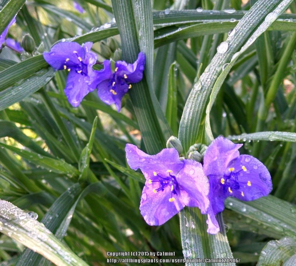 Photo of Spiderwort (Tradescantia virginiana) uploaded by Catmint20906