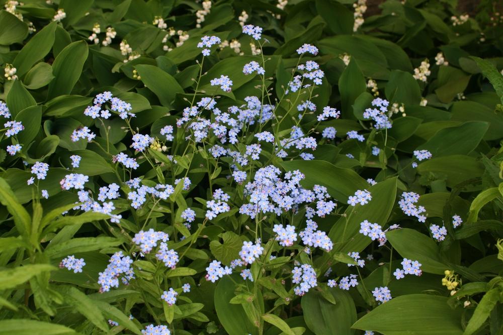 Photo of Chinese Forget-Me-Not (Cynoglossum amabile 'Azul') uploaded by Daylilybaby