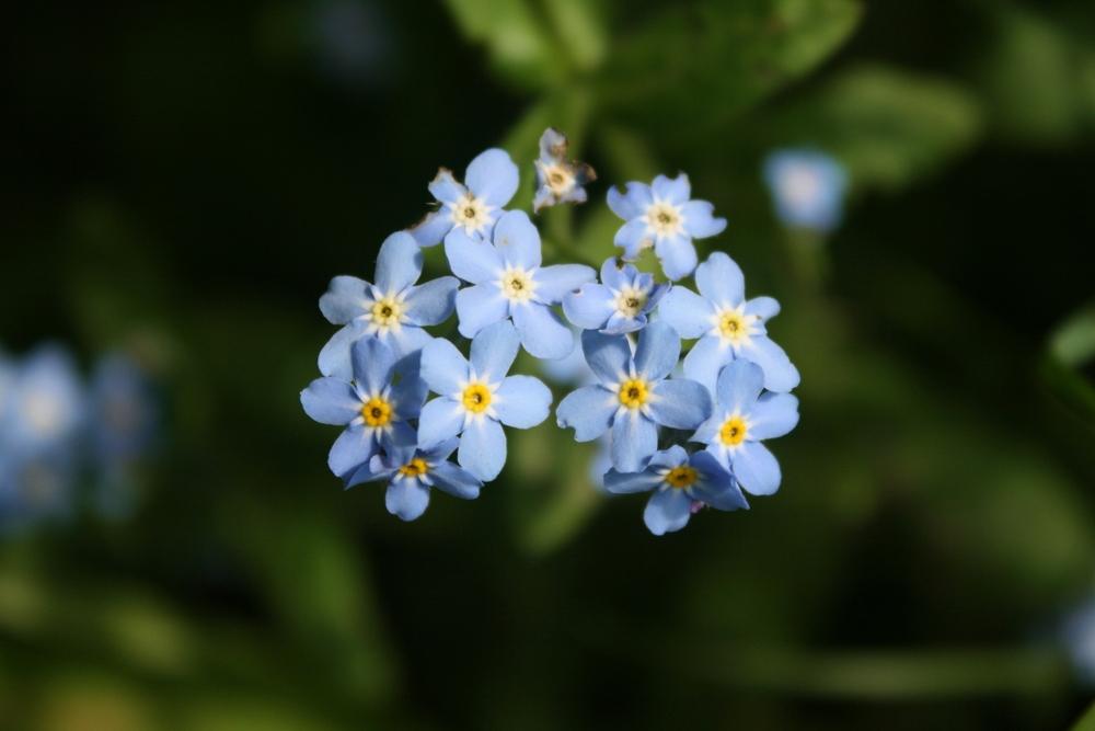 Photo of Chinese Forget-Me-Not (Cynoglossum amabile 'Azul') uploaded by Daylilybaby