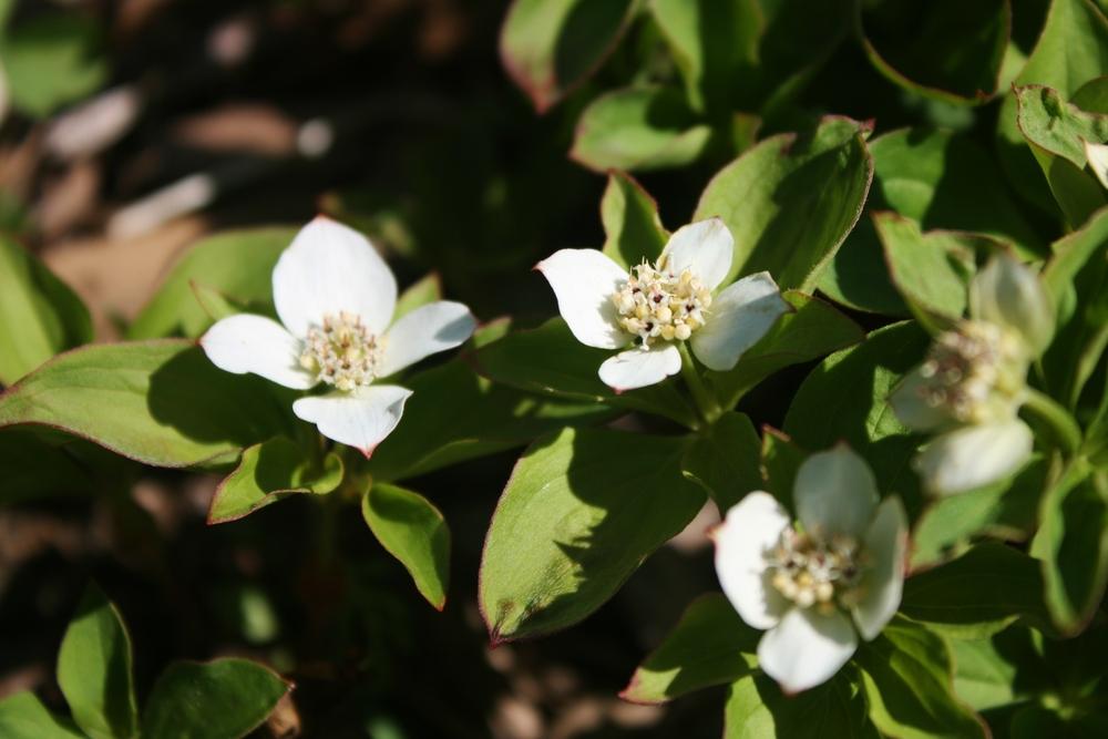 Photo of Bunchberry (Cornus canadensis) uploaded by Daylilybaby