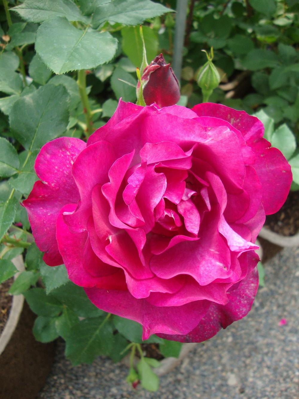 Photo of Rose (Rosa 'Wild Blue Yonder') uploaded by Paul2032