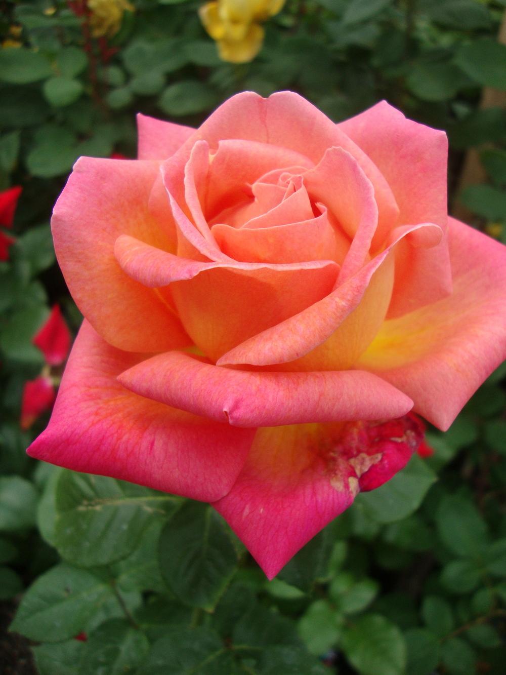 Photo of Rose (Rosa 'Chicago Peace') uploaded by Paul2032