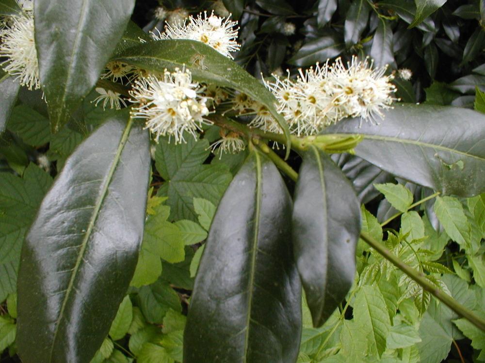 Photo of Portuguese Cherry Laurel (Prunus lusitanica) uploaded by admin