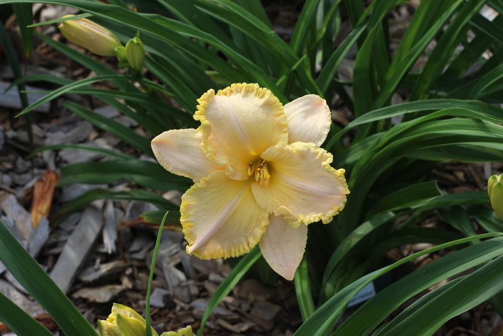 Photo of Daylily (Hemerocallis 'Pearl Harbor') uploaded by dave