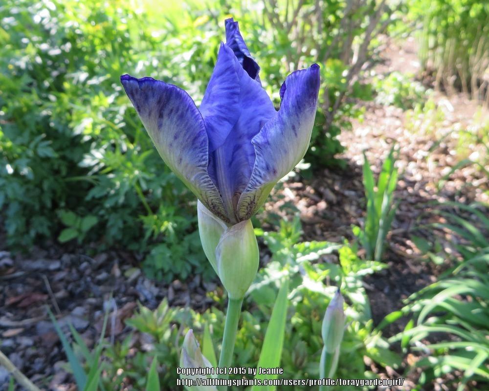 Photo of Irises (Iris) uploaded by foraygardengirl