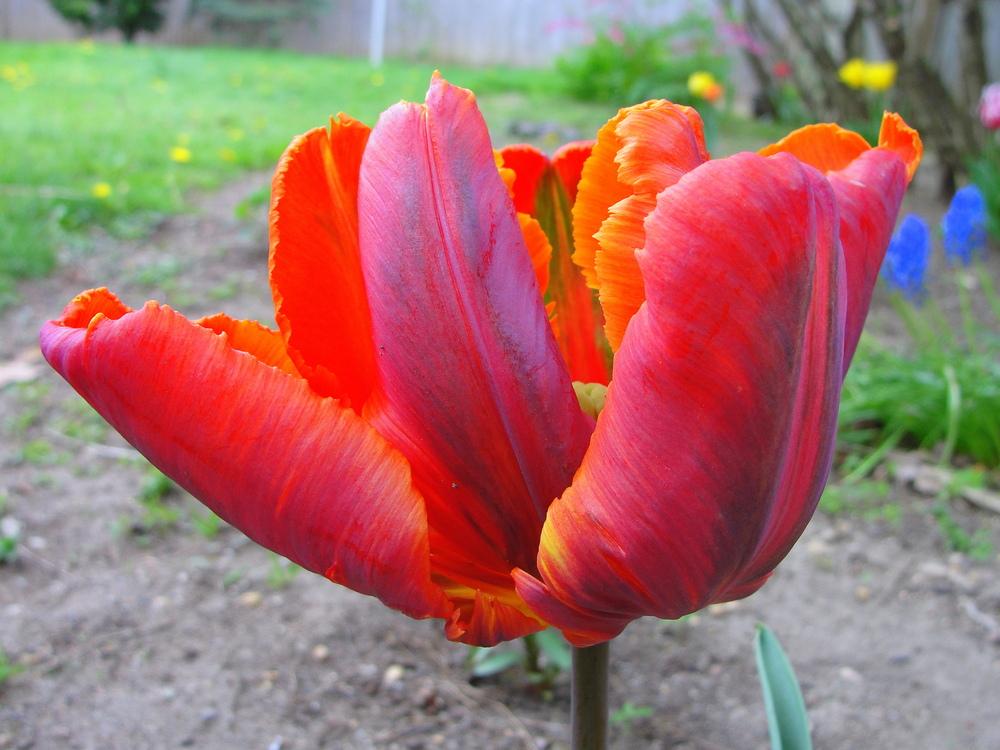Photo of Tulip (Tulipa 'Orange Favourite') uploaded by keithp2012