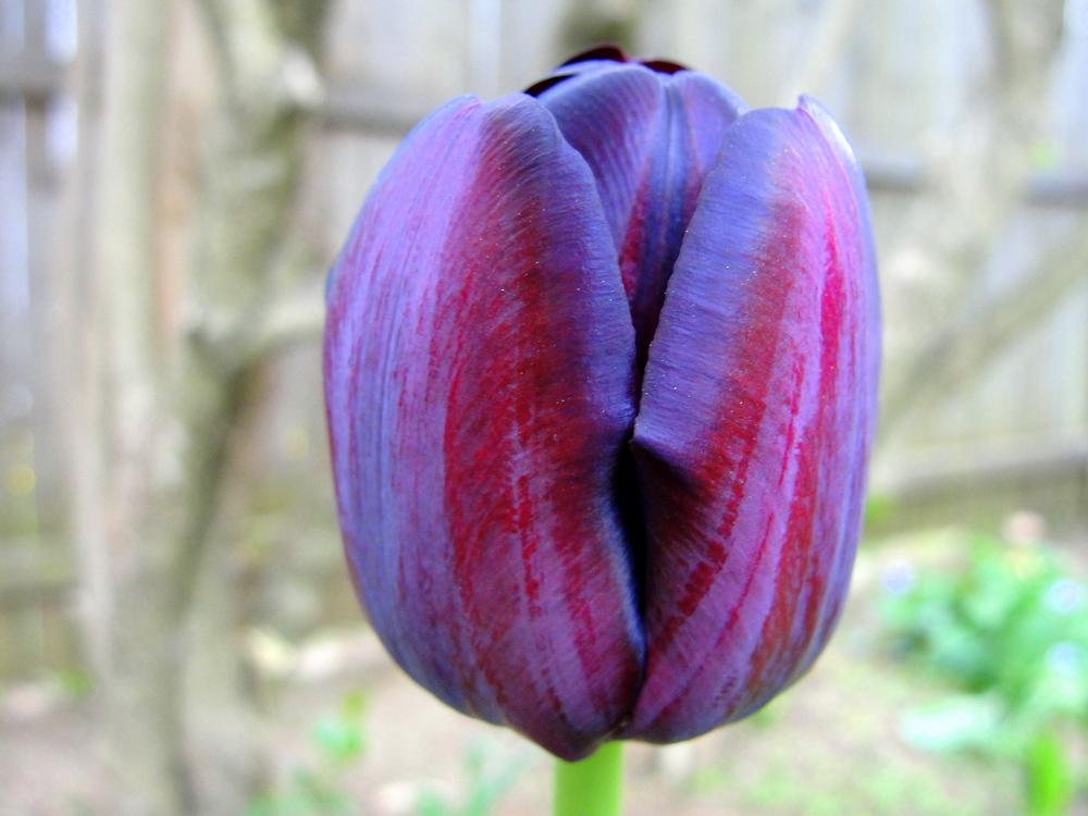 Photo of Single Late Tulip (Tulipa 'Queen of Night') uploaded by keithp2012