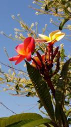 Thumb of 2015-05-22/orchidgal/a7b683