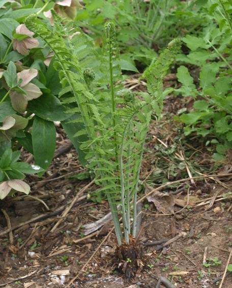 Photo of Ostrich Fern (Matteuccia struthiopteris) uploaded by plantrob