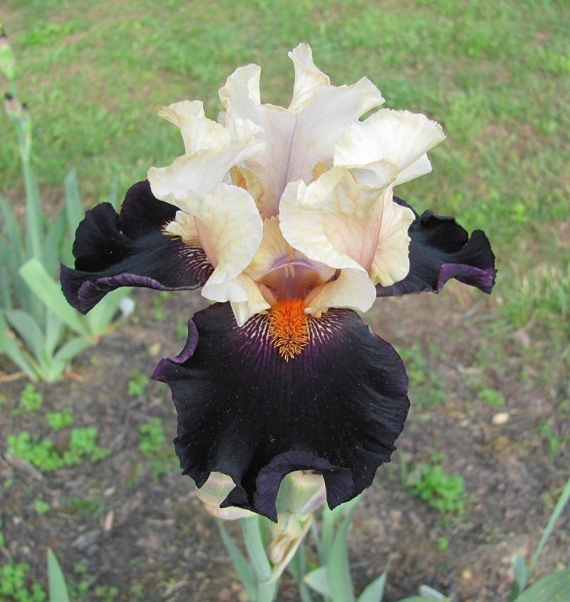 Photo of Tall Bearded Iris (Iris 'Main Street') uploaded by starwoman