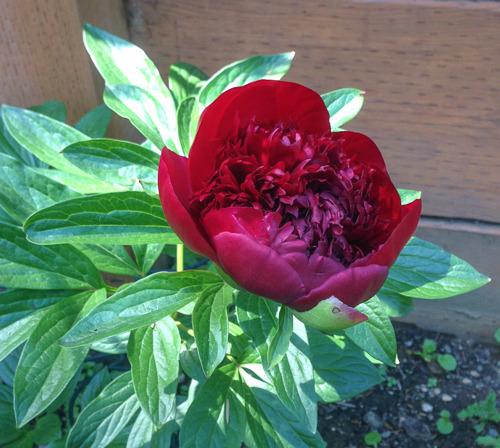 Photo of Peony (Paeonia 'Red Charm') uploaded by Kelliarm