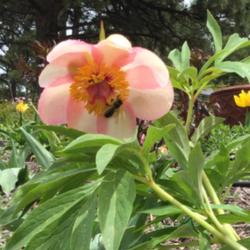 Location: Elizabeth Colorado
Date: 2015-05-19
Nosegay bloom