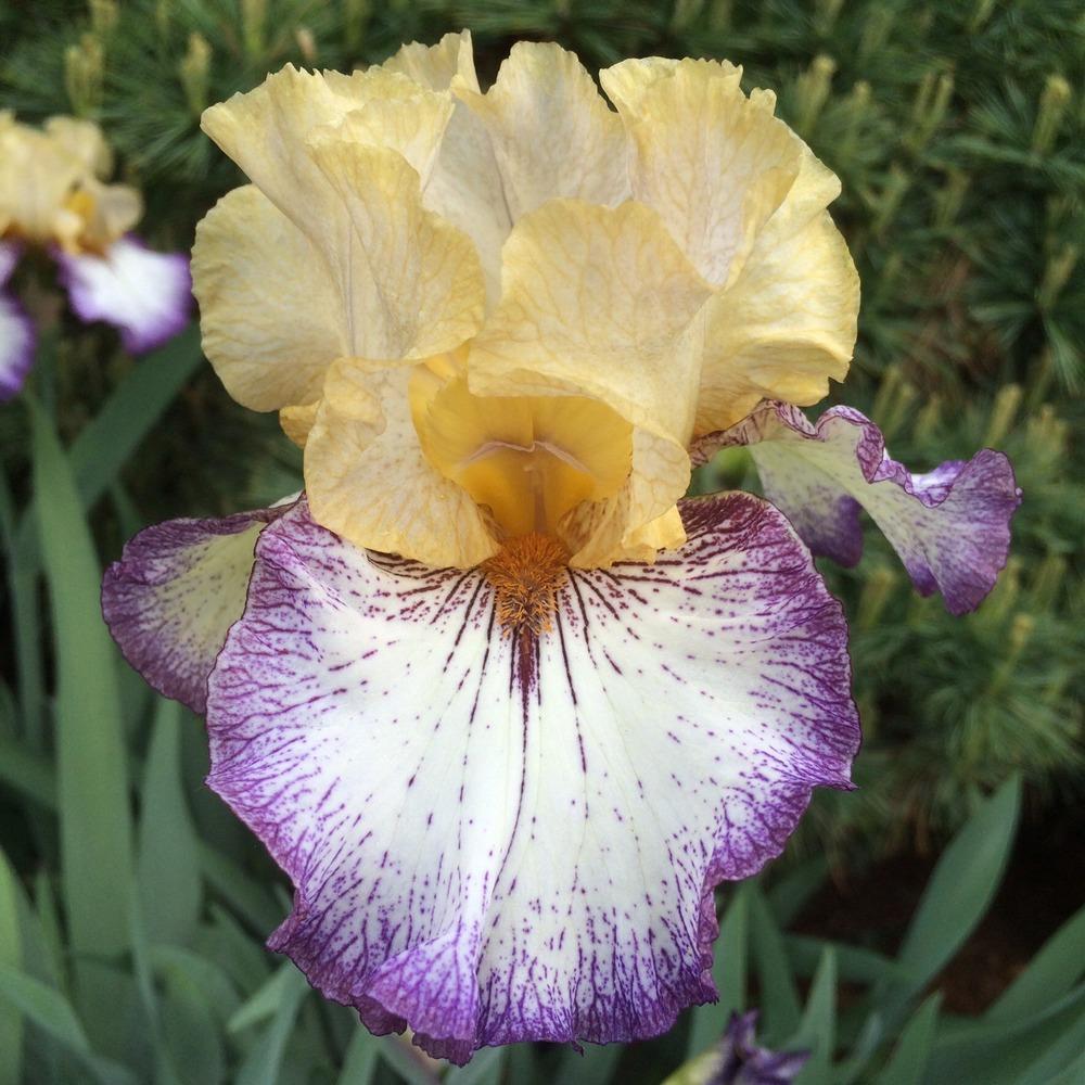 Photo of Tall Bearded Iris (Iris 'Chief John Jolly') uploaded by Njiris