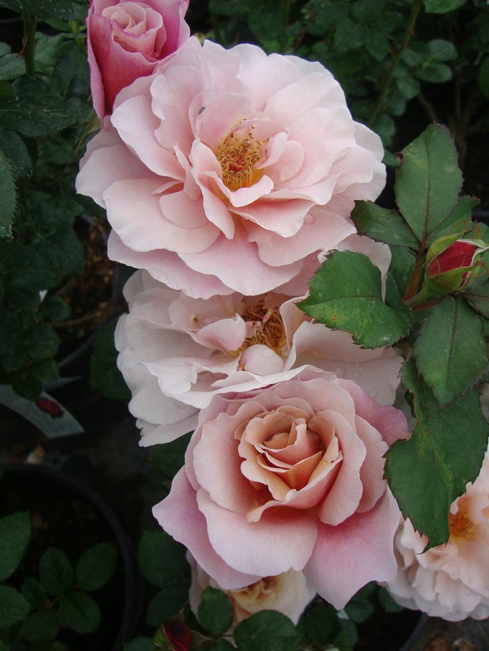 Photo of Rose (Rosa 'Distant Drums') uploaded by Paul2032
